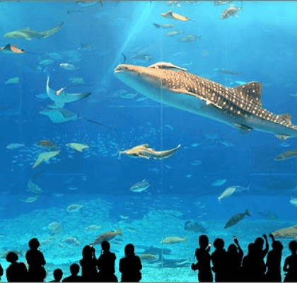 『美ら海水族館』で優雅に泳ぐ海洋生物に癒やされてみる？