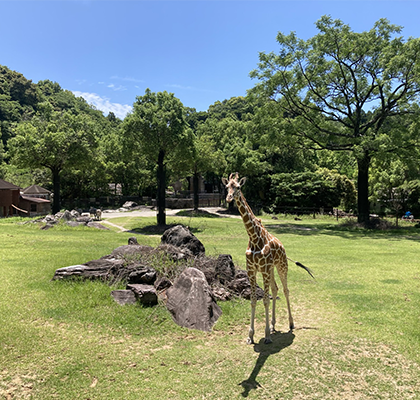 「のいち動物公園」は自然に近い環境での動物が観察できます